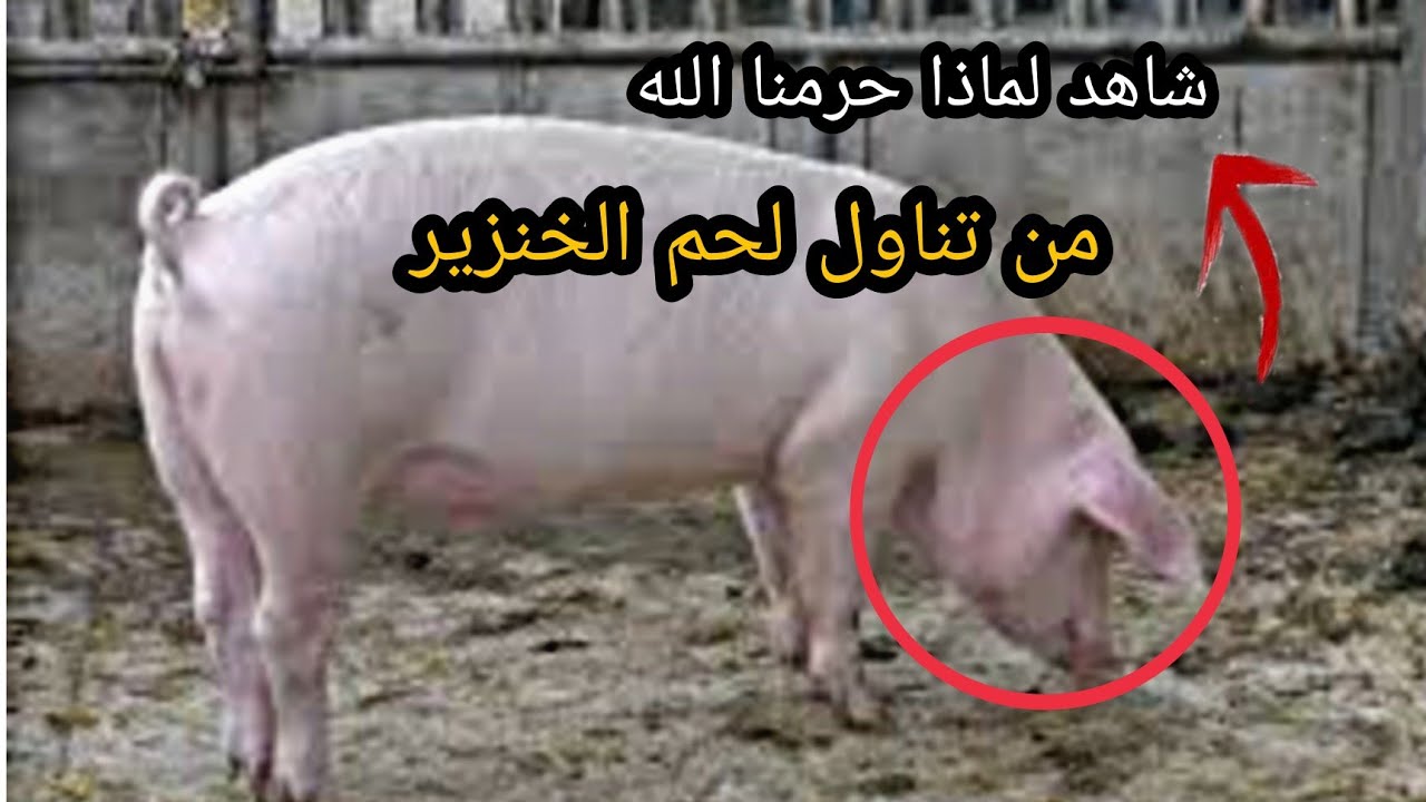 لماذا لحم الخنزير محرم؟