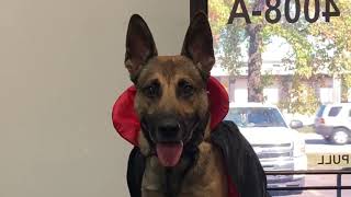 RYKER THE EPIC SERVICE DOG FAILURE SHOWING OFF SOME OF HIS HALLOWEEN DANCE MOVES #Jesus
