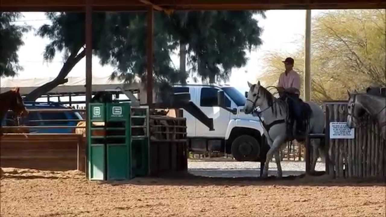 SHERMAN HEAD HORSE FOR SALE YouTube