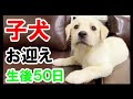 かわいい 子犬(赤ちゃん)お迎えした「ベル」ラブラドールレトリバー 大型犬｜K2