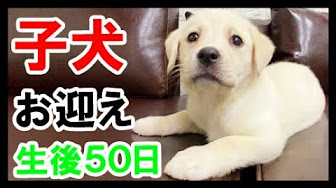 ベル かわいい愛犬 ラブラドールレトリバー