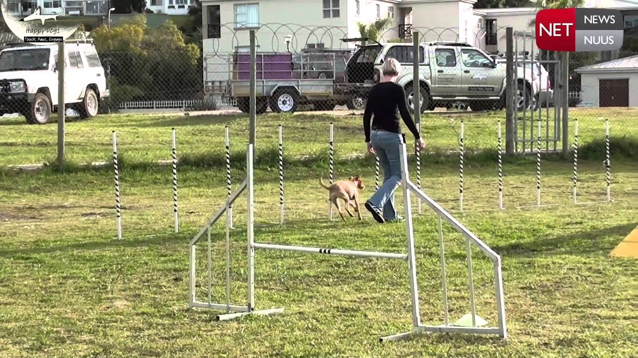 Dog agility at Oyster festival