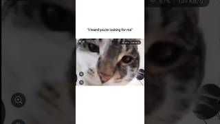 'last warning ok' #memes #funny #shorts #humor