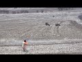 Aksiyon dolu muhteem domuz av  awesome boar hunting with action