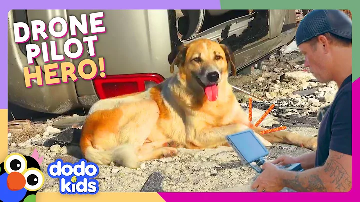 Drone Rescues Cats And Dogs From Hurricanes | Dodo Kids | For The Love Of The Wild