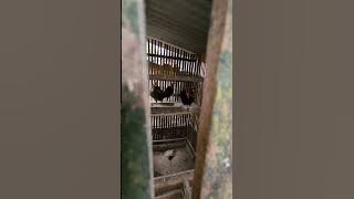 Hobi - Ayam Brugo ( Ayam Hutan Sumatera )