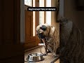 If Dogs Spoke… They’d Say This #dogpov #doglove #funnydog #doghumor #relatable #shorts #fyp