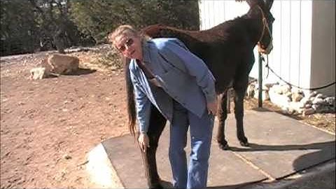 Donkey picking up feet