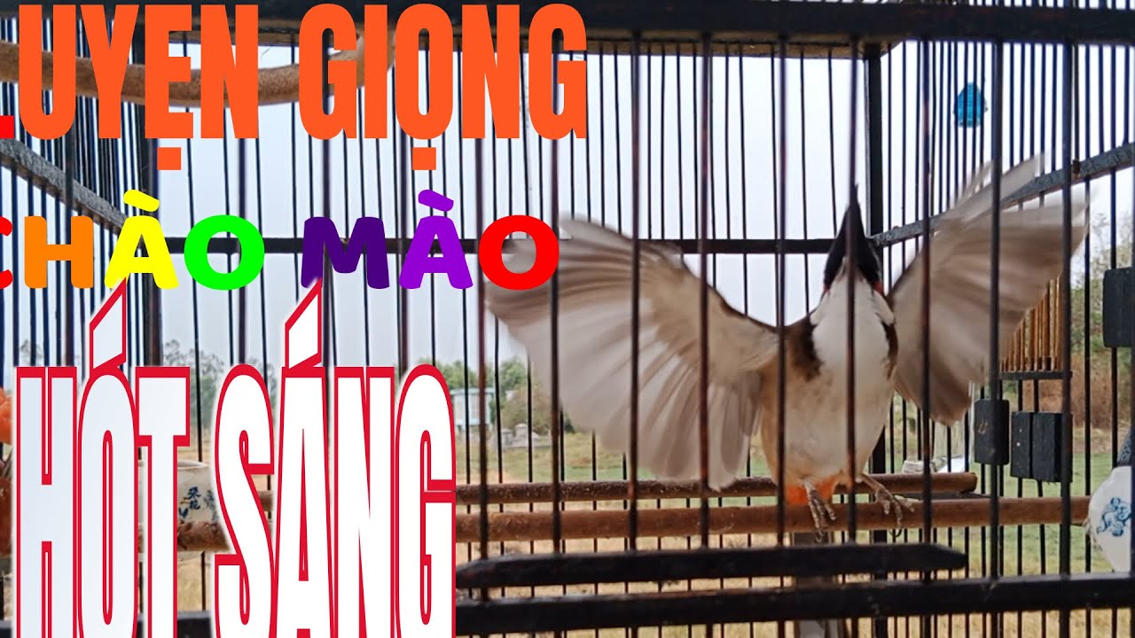 Luyện Giọng Chào Mào Hót Sáng Kích là Hót.#Chaomaoquangnam