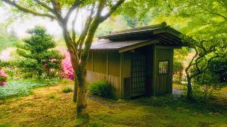 Dreamy Spring in a Japanese Garden 4K | Soft Nature Ambience & Birdsong - Episode 12 screenshot 4