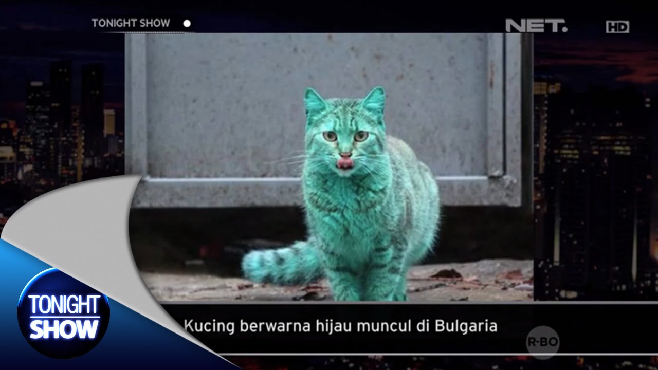Tonights Headline Kucing Berwarna Hijau Muncul Di Bulgaria YouTube