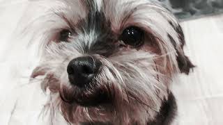 KIMIK - VIXIARSKI BALET (prod. INEX) (COVER AJASIU :D 4FUN)