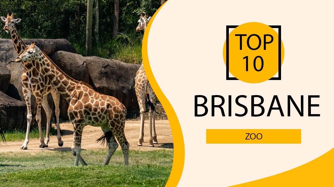 Top 10 Best Zoo to Visit in Brisbane Australia English YouTube