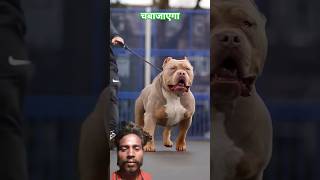 चबाजाएगा पिटबुल डॉग #shorts #video #pitbull #dog #viral #shorts