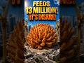 America’s Biggest Bloomin’ Onion?! Feeds 13 MILLION 🤯 #shorts