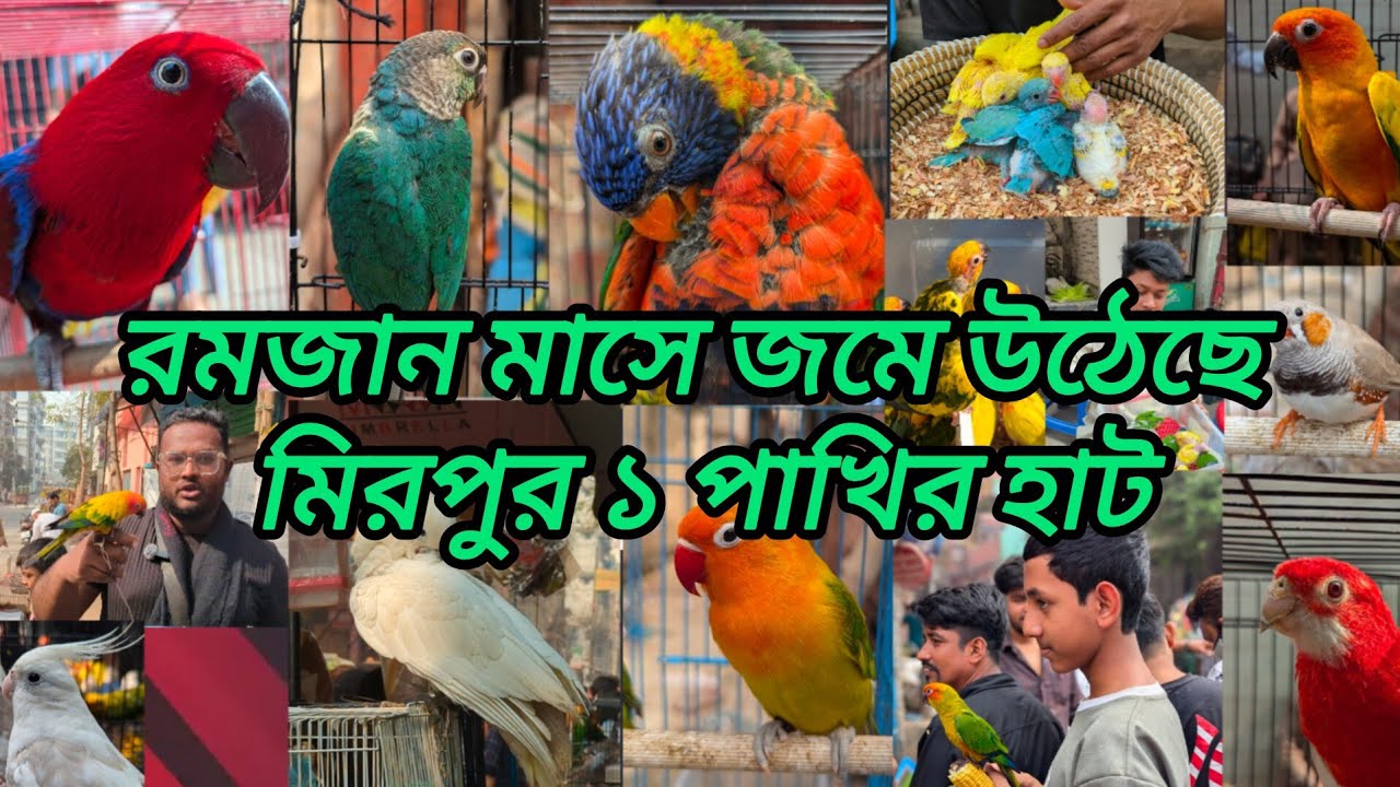 রমজান মাসে জমে উঠেছে মিরপুর ১পাখির হাট | mirpur 1pakhir hat |টিয়াপাখি#mirpur_1_pakhir_hat#viral#pet