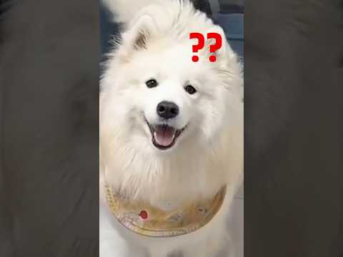 Cute animal moments 24042024 #funny #funnycats #pets