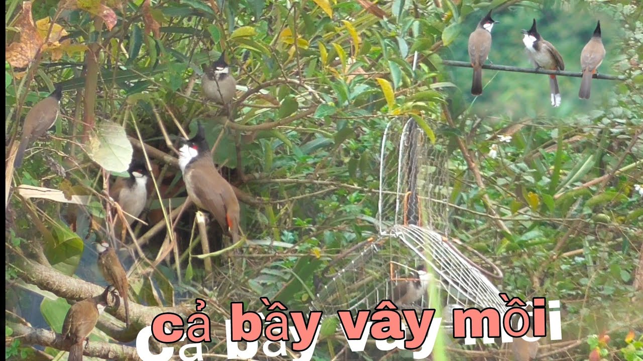 B.ẫy chào mào cả bầy mào về vây mồi tập sự ché khét lẹt |Huy sky