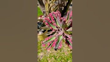 Thumbnail of Pink butterfly Mother of Millions | Kalanchoe | Succulents by Vonny