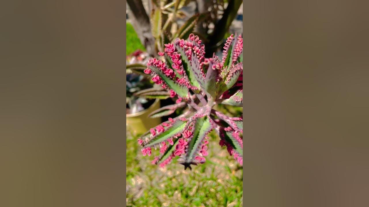 Pink butterfly Mother of Millions | Kalanchoe | Succulents by Vonny Pink butterfly Mother of Millions | Kalanchoe | Succulents by Vonny