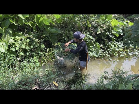 Dapat ikan besar diperangkap & menemukan sarang lebah yang besar🤤 #KOOKIKO