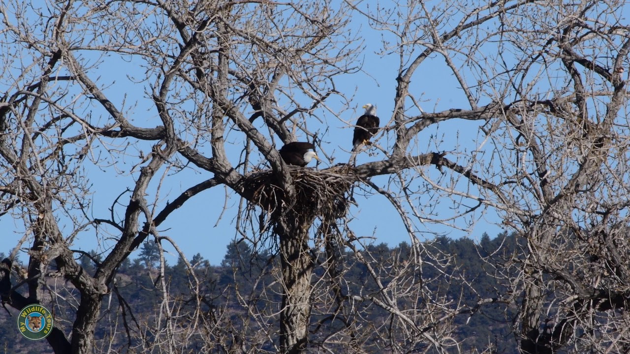 Bald Eagles working on nest (Hygiene Colorado)