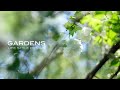 【GARDENS】初夏の５月の庭のお手入れ | 花がら摘みと剪定、病害虫対策 | Garden care in early summer in May| 【ガーデンズ】