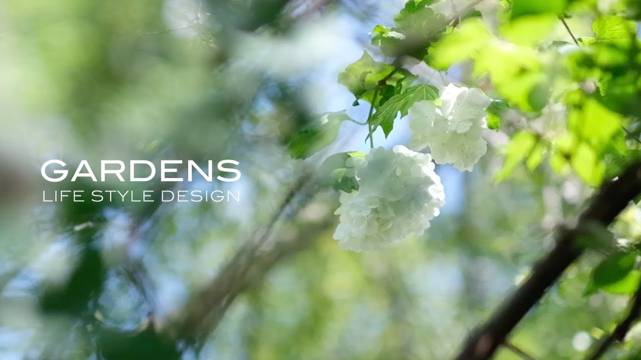 【GARDENS】初夏の５月の庭のお手入れ | 花がら摘みと剪定、病害虫対策 | Garden care in early summer in May| 【ガーデンズ】