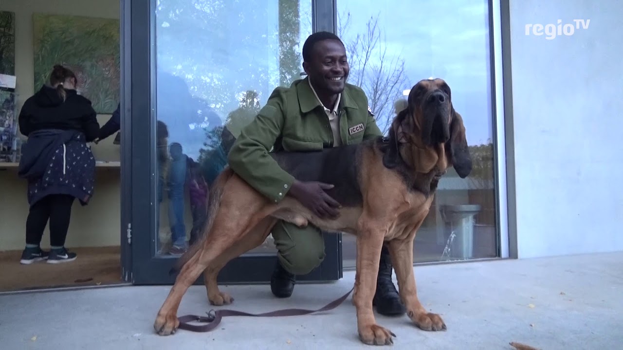 Bluthunde retten Berggorillas | 30.10.17