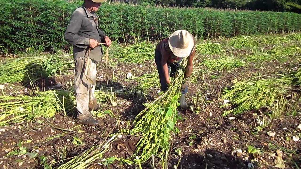 Cosecha de Ajonjolí Sésamo en Corralillo parte 2 de 4 - YouTube