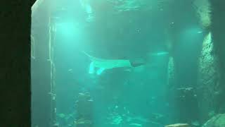 Giant Manta Ray at the Dig - Atlantis Paradise Island Bahamas