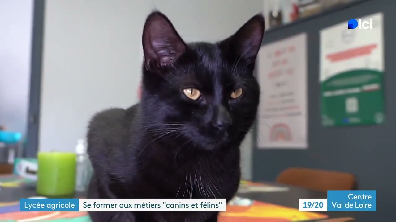 ICI 19 20  JT Centre Val de Loire   24 janvier 2026 France 3