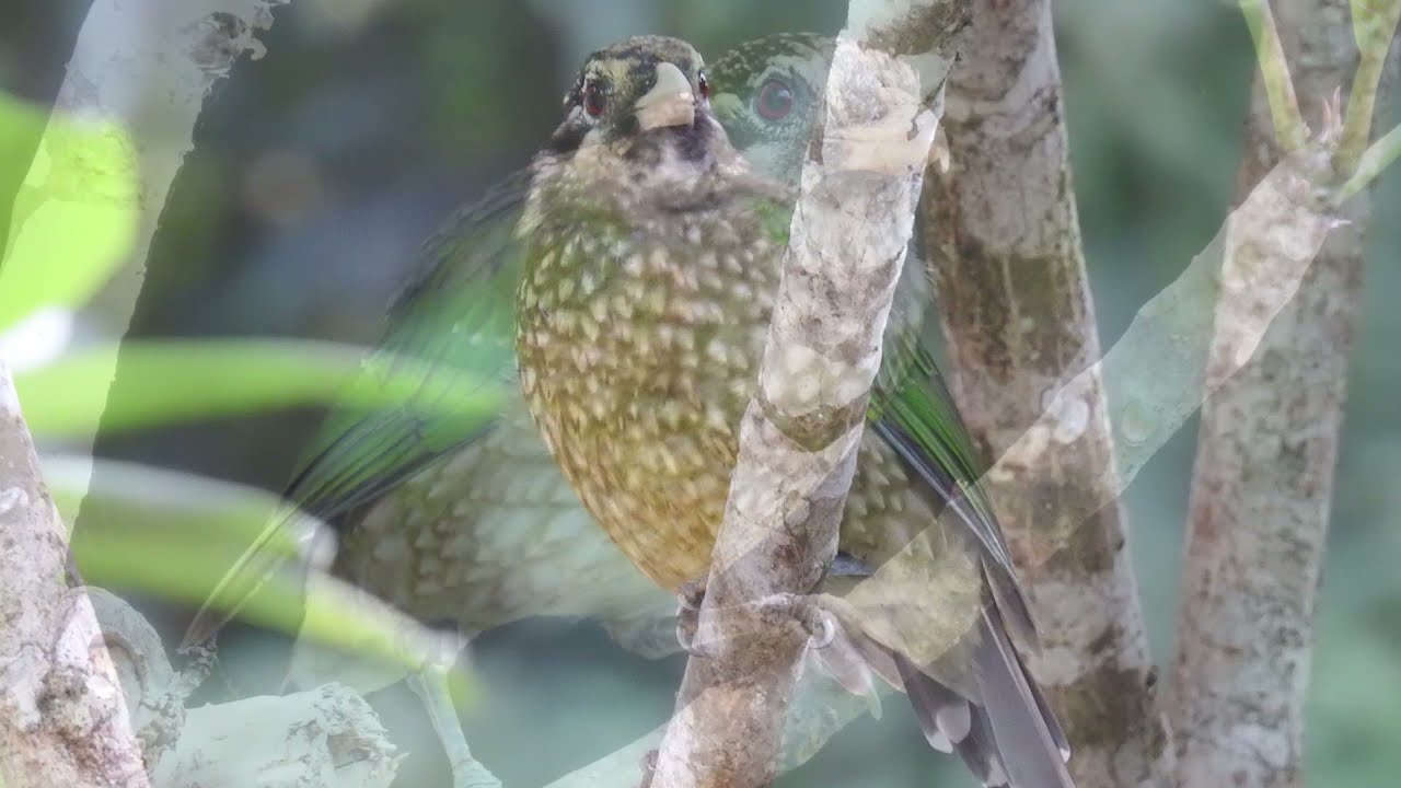 SPOTTED CATBIRD - A Green Rainforest Bird