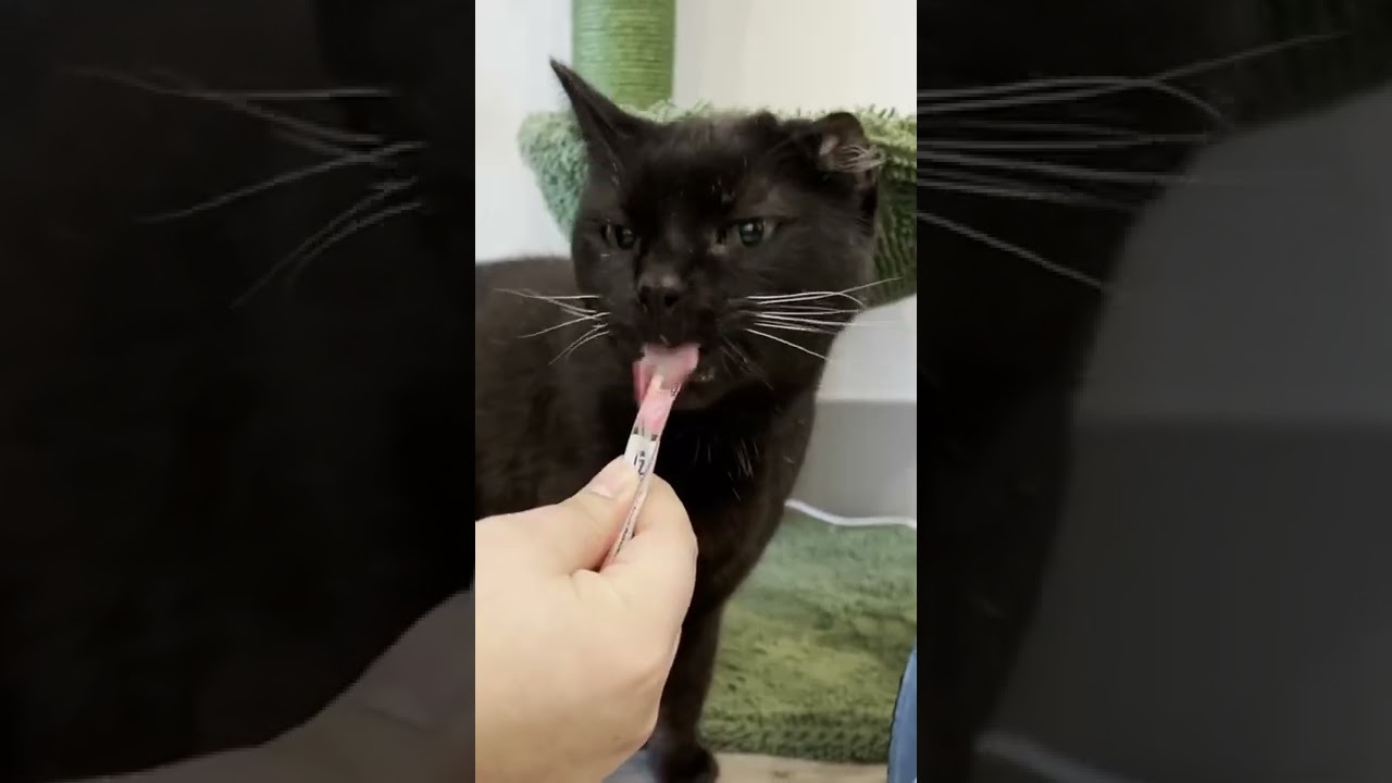 MY CAT WENT ON A KITTY PLAY DATE 🥺 