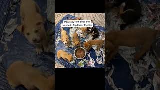 Act today provide food shelter and care for stray animals donate now via link in bio.#subscribers