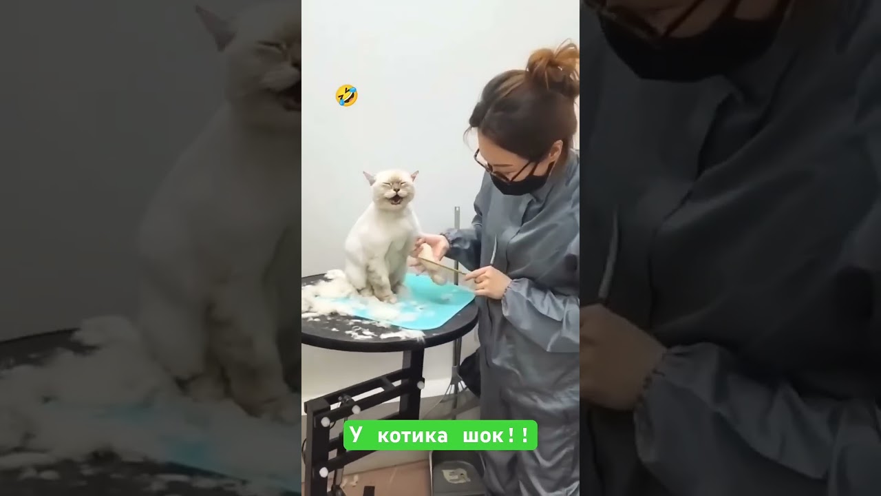 cat  meowing 😺 funny video cat voice cat scream