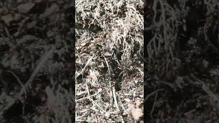 Waldameisen gleich 4 Hügel auf einmal endeckt. #artenvielfalt #artenschutz #animals #nature #goviral