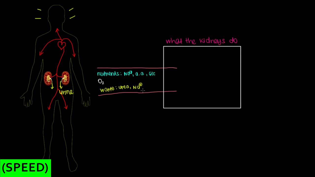 [SPEED] Meet The Kidneys! (Overview) - YouTube