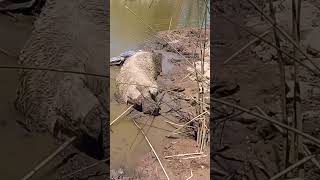 ✅️👉🏻Ricardone! Caminos Rurales! Arroyo San Lorenzo #viajes #youtubeshort #argentina #culturasantafe