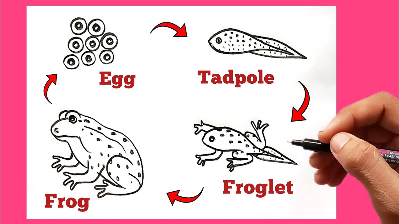 How to Draw a Frog 🐸 (Life Cycle) | Easy Frog Life Cycle Drawing 