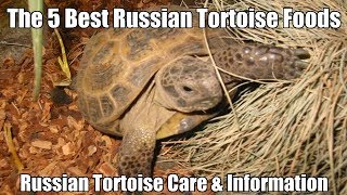 russian tortoise fruit