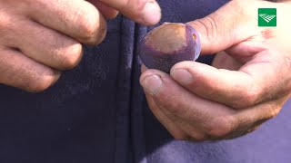 Fruittelers Schatten Hitteschade Op 20 Procent