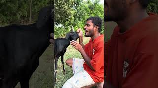 Odia comedy status, video, funny, roast, comedy video, viral comedy