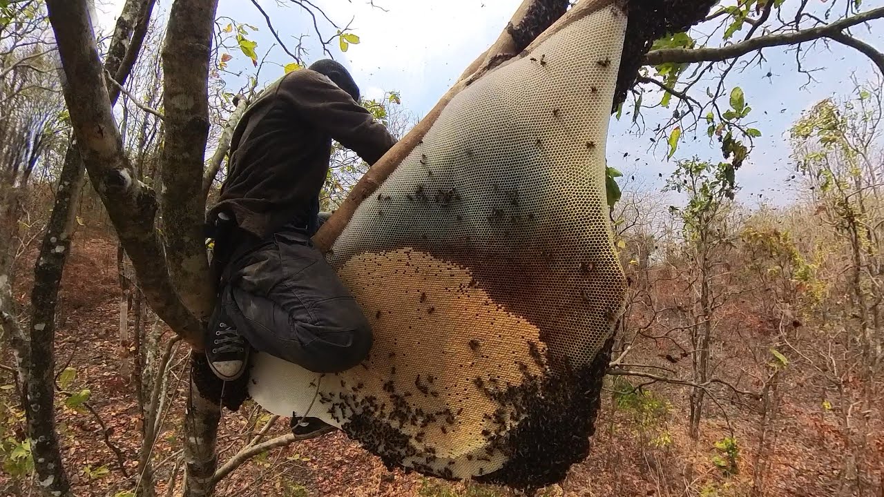 เก็บน้ำผึ้งหลวงยักษ์รังใหญ่…รอบที่.2ทำน้ำหวานก่อนใหญ่มาก!! | จอมพรานพระนคร 