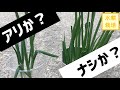 【再生ネギの再生方法】スポンジあり・なしの再生ネギ、その後【水耕栽培#19】