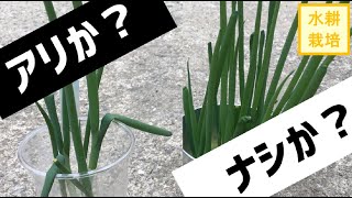 【再生ネギの再生方法】スポンジあり・なしの再生ネギ、その後【水耕栽培#19】