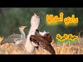 براري أستراليا طائر ضخم يستطيع الطيران اكسبلور 