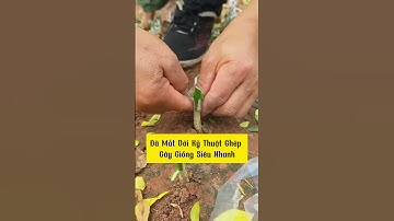 Đã Mắt Với Kỹ Thuật Ghép Cây Giống Siêu Nhanh #hoadepdetrong #cachtrongcay #caycanh #câycảnhbonsai