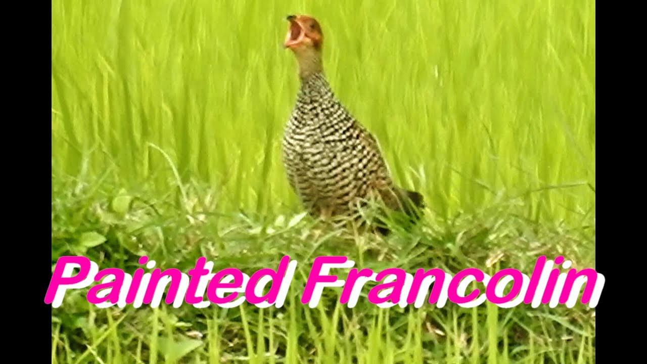 Bird Sound - Painted Francolin Calling