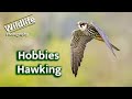 Hobbies Catching Flies | Canon R5 | UK WILDLIFE and NATURE Photography